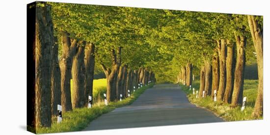 Lime tree alley, Mecklenburg Lake District, Germany-Frank Krahmer-Stretched Canvas