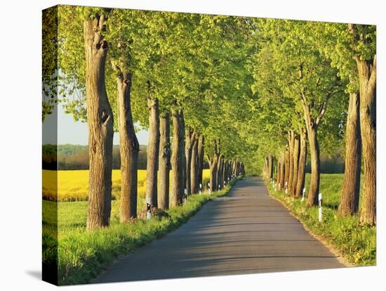 Lime tree alley, Mecklenburg Lake District, Germany-Frank Krahmer-Stretched Canvas