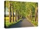 Lime tree alley, Mecklenburg Lake District, Germany-Frank Krahmer-Stretched Canvas