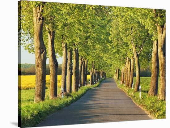 Lime tree alley, Mecklenburg Lake District, Germany-Frank Krahmer-Stretched Canvas