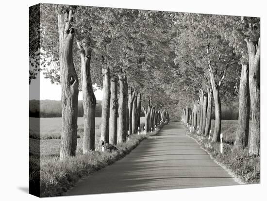 Lime tree alley, Mecklenburg Lake District, Germany-Frank Krahmer-Stretched Canvas