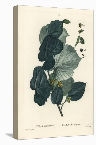 Lime Tree, Tilia Rotundifolia. Handcoloured Stipple Engraving by Moret after an Illustration by Pie-Pierre-Joseph Redouté-Premier Image Canvas