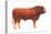 Limousin Bull, Beef Cattle, Mammals-Encyclopaedia Britannica-Stretched Canvas