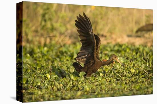 Limpkin-Joe McDonald-Premier Image Canvas