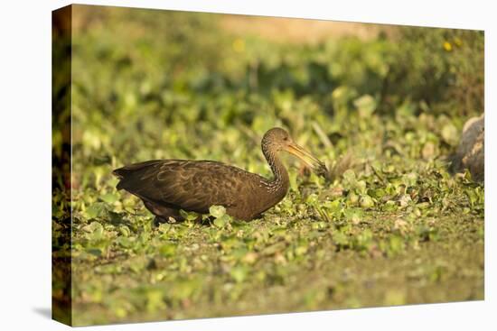 Limpkin-Joe McDonald-Premier Image Canvas