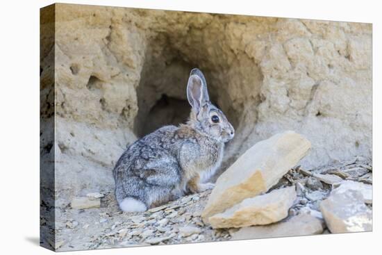 Lincoln County, a Cottontail Rabbit Sits in Front of it's Hole in the Desert of Wyoming-Elizabeth Boehm-Premier Image Canvas