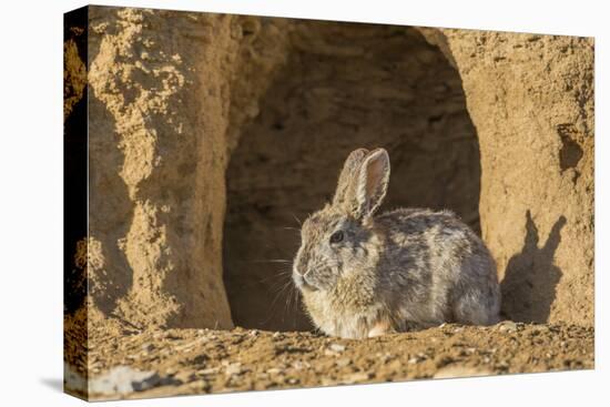 Lincoln County, Wyoming. Cottontail Rabbit sits in front of its den creating a rabbit-eared shadow.-Elizabeth Boehm-Premier Image Canvas