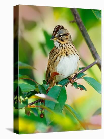 Lincoln's Sparrow, Melospiza lincolnii-Adam Jones-Premier Image Canvas