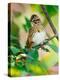 Lincoln's Sparrow, Melospiza lincolnii-Adam Jones-Premier Image Canvas