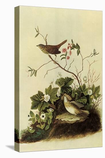 Lincoln's Sparrows-John James Audubon-Premier Image Canvas