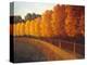 Linden Trees in Autumn-Max Hayslette-Premier Image Canvas