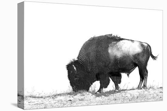 Line Art/Pen and Ink Illustration Style Image of American Bison (Buffalo) Skylined on a Ridge Again-photographhunter-Premier Image Canvas