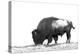 Line Art/Pen and Ink Illustration Style Image of American Bison (Buffalo) Skylined on a Ridge Again-photographhunter-Premier Image Canvas