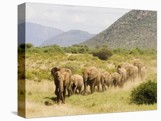 Line of African Elephants (Loxodonta Africana), Samburu National Reserve, Kenya, East Africa-James Hager-Premier Image Canvas