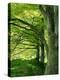 Line of Beech Trees in a Wood in Spring-Lightfoot Jeremy-Premier Image Canvas