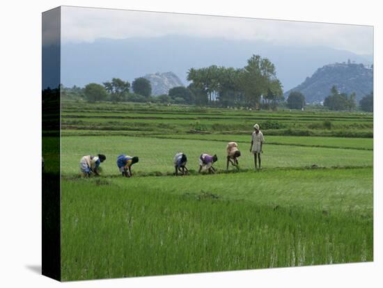 Line of People Planting Rice, Working the Rice Fields Near Madurai, Tamil Nadu, India-Robert Harding-Premier Image Canvas
