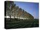 Line of Poplar Trees at Moyland - Germany-Florian Monheim-Premier Image Canvas