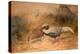 Lineated Kaleege (Euplpcamus Lineatus), C.1851-76-Joseph Wolf-Premier Image Canvas