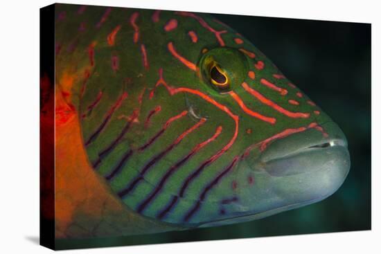 Lined Cheeked Wrasse (Oxycheilinus Digrammus), Rainbow Reef, Fiji-Pete Oxford-Premier Image Canvas