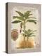 Linen Bannana Palm Tree-Chad Barrett-Stretched Canvas