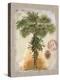 Linen Fan Palm Tree-Chad Barrett-Stretched Canvas