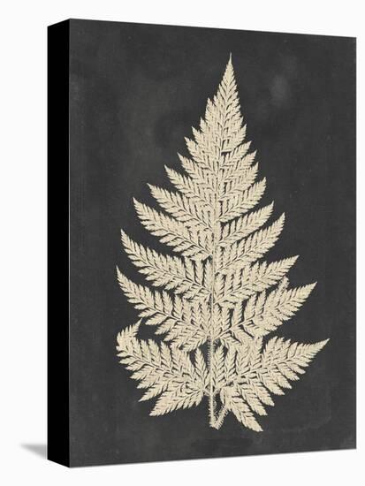 Linen Fern I-Vision Studio-Stretched Canvas