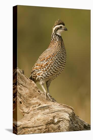 Linn, Texas, USA. Male northern bobwhite (Colinus virginianus) on a log.-Janet Horton-Premier Image Canvas