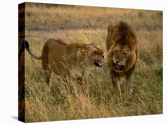 Lion and Lioness Growling at Each Other, Masai Mara National Reserve, Rift Valley, Kenya-Mitch Reardon-Premier Image Canvas