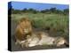 Lion and Lioness (Panthera Leo), Kruger National Park, South Africa, Africa-Steve & Ann Toon-Premier Image Canvas