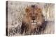 Lion Close-Up of Head, Facing Camera-null-Premier Image Canvas