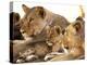 Lion cub among female lions, Samburu National Game Reserve, Kenya-Adam Jones-Premier Image Canvas