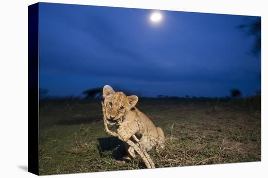 Lion Cub at Night-null-Premier Image Canvas