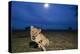 Lion Cub at Night-null-Premier Image Canvas