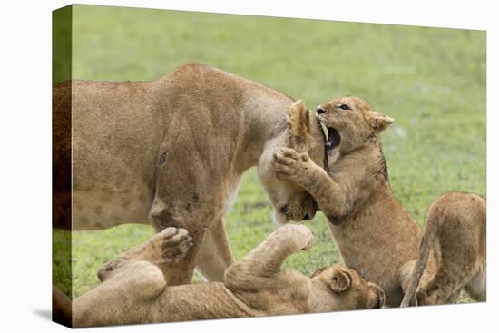 Lion Cub Attempts to Bite the Head of a Lioness, Ngorongoro, Tanzania-James Heupel-Premier Image Canvas