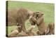 Lion Cub Attempts to Bite the Head of a Lioness, Ngorongoro, Tanzania-James Heupel-Premier Image Canvas