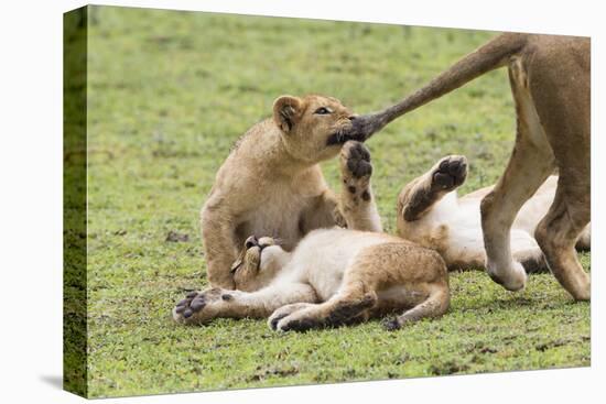 Lion Cub Bites the Tail of Lioness, Ngorongoro, Tanzania-James Heupel-Premier Image Canvas