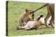 Lion Cub Bites the Tail of Lioness, Ngorongoro, Tanzania-James Heupel-Premier Image Canvas