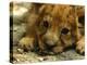 Lion Cub, Budapest, Hungary-Bela Szandelszky-Premier Image Canvas