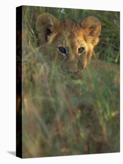 Lion Cub in Grass, Masai Mara, Kenya, East Africa, Africa-Murray Louise-Premier Image Canvas