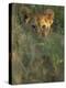 Lion Cub in Grass, Masai Mara, Kenya, East Africa, Africa-Murray Louise-Premier Image Canvas