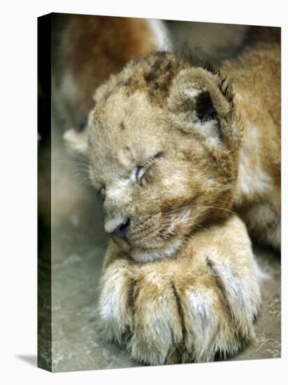 Lion Cub Lays His Head on the Paw of His Mother at Prigen Safari Park in Pasuruan, Indonesia-null-Premier Image Canvas