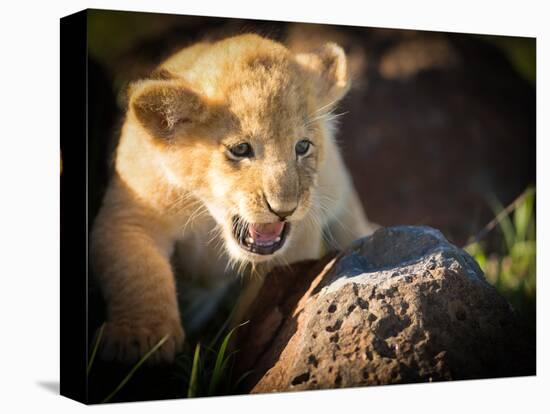 Lion cub, Masai Mara, Kenya, East Africa, Africa-Karen Deakin-Premier Image Canvas