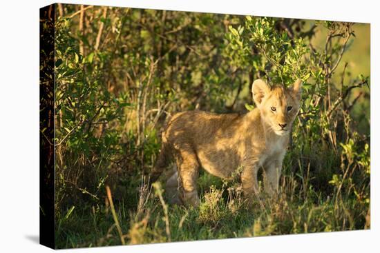 Lion cub, Masai Mara, Kenya, East Africa, Africa-Karen Deakin-Premier Image Canvas