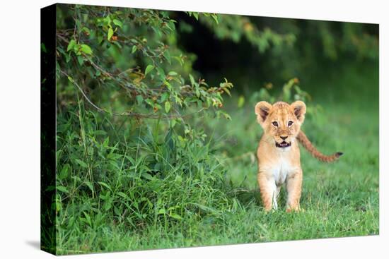 Lion cub, Masai Mara, Kenya, East Africa, Africa-Karen Deakin-Premier Image Canvas