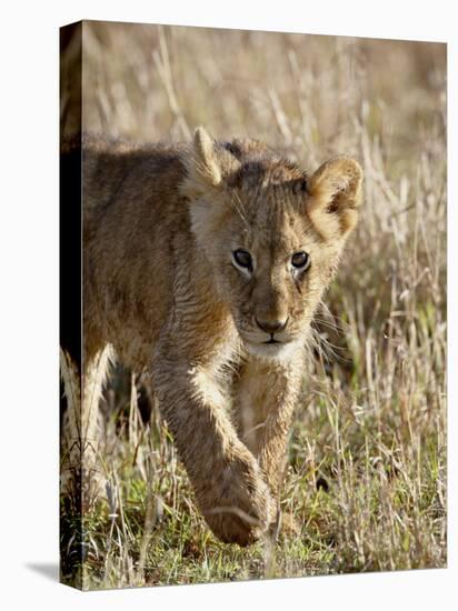 Lion Cub, Masai Mara National Reserve, Kenya, East Africa, Africa-James Hager-Premier Image Canvas