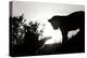 Lion Cub Morning BW-Susann Parker-Premier Image Canvas