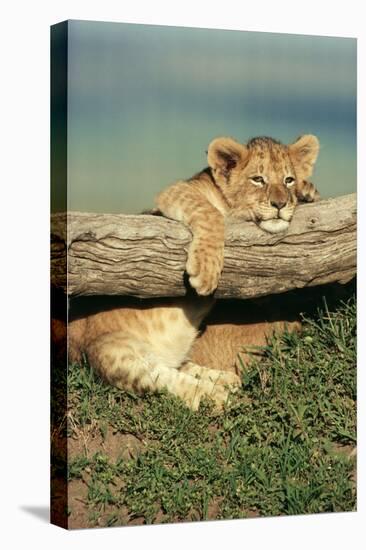 Lion Cub on Log-null-Premier Image Canvas