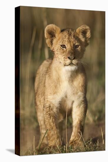 Lion Cub on Savanna in Masai Mara National Reserve-Paul Souders-Premier Image Canvas