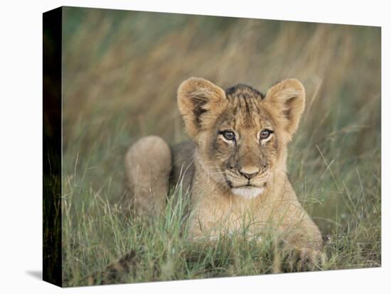 Lion Cub, Panthera Leo, Approximately Two to Three Months Old, Kruger National Park, South Africa-Ann & Steve Toon-Premier Image Canvas