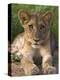 Lion Cub, Panthera Leo, in Kruger National Park Mpumalanga, South Africa-Ann & Steve Toon-Premier Image Canvas